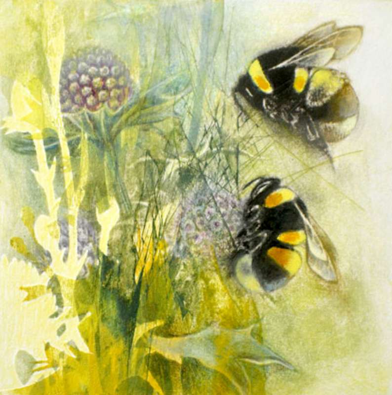 Bumblebees on Eryngiums